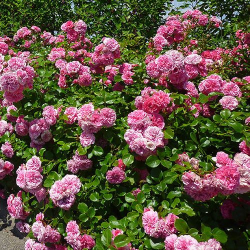Rosa Les Quatre Saisons® - rosa - Rose Romantiche - Rosa ad alberello0